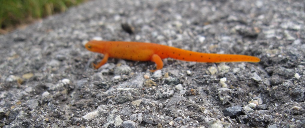 Orange Salamander in terrestrial stage 